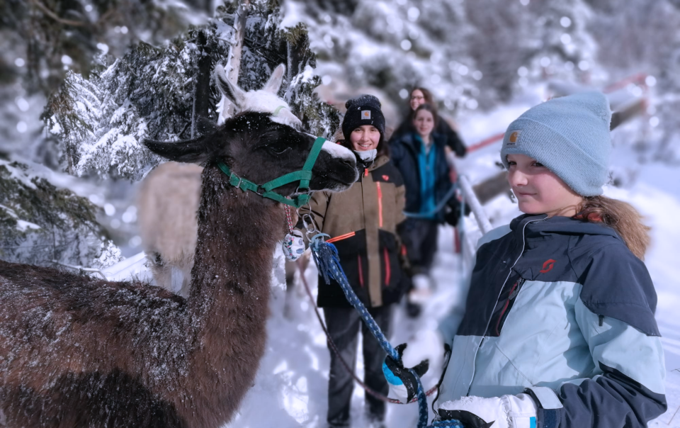 Lamawanderung in Bayrischzell